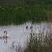 cygnes et leurs oisons - canards colverts - étang du grand Birieux - Ain