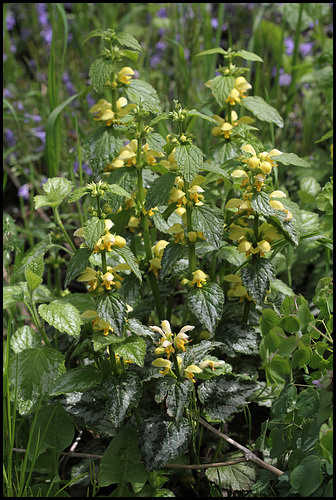 Lamium galeobdolon Lamium galeobdolon