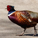 Why did the Pheasant cross the road?