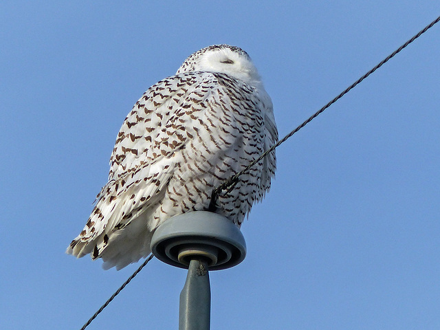 One of three Snowy Owls today