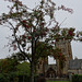Elgin Cathedral Behind The Rowan Tree