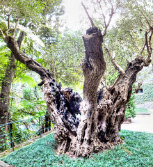 Monte. Uralter Olivenbaum. ©UdoSm