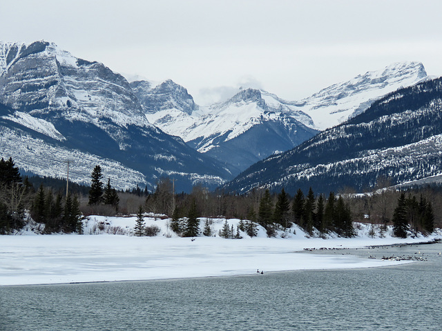 On the way to Canmore - seven Swans a-swimming :)