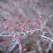 Buds of red plum