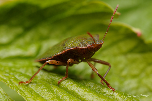 Common Green Shieldbug