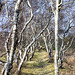 Raasay: No.1 Ironstone Mine tramway with silver birches
