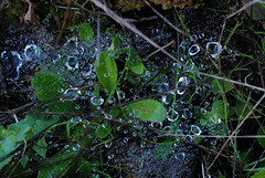 #03- (Natural) bubbles, Penedos