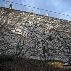 Vine Wall