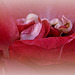 Lèvres de rose
