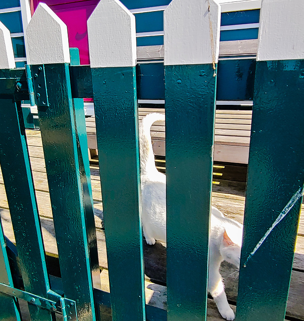 White Cat Fence - HFF