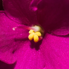 July 25: African violet