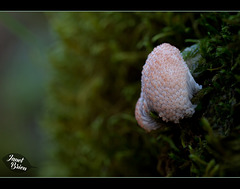 102/366: Super-Cluster of Tiny Mushrooms...I think