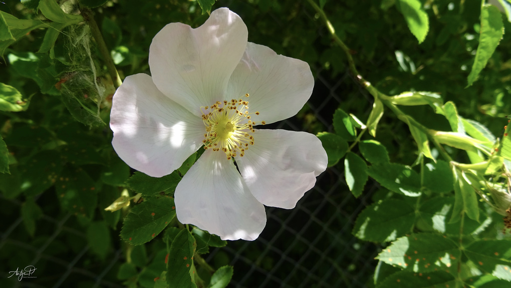 beauty and the fence