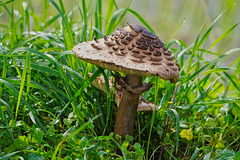 Die Pilzzeit ist eröffnet - The mushroom season is open
