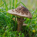 Die Pilzzeit ist eröffnet - The mushroom season is open