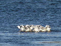 American White Pelican - synchronized feeding