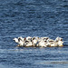 American White Pelican - synchronized feeding