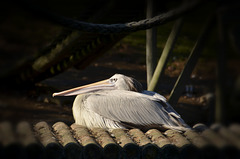 Pelican at Seaview Wildlife
