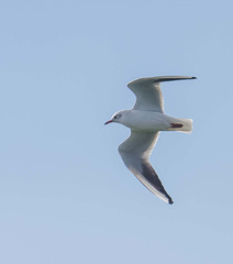 Gull in flight (1)