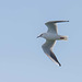 Gull in flight (1)