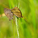Meadow Brown Butterflies + PiP