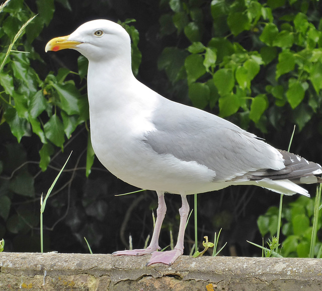 Herring Gull