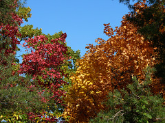 Autumn Colours in Soroca