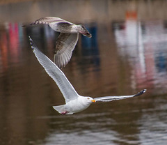 Gull in flight.4jpg