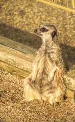 Meercat soaking up the afternoon sunshine