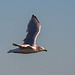 Gull in flight.32jpg