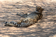 Namibia, Cheetah in the Okonjima Nature Reserve