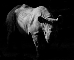 Rhino (6)