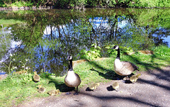 Canada geese family.