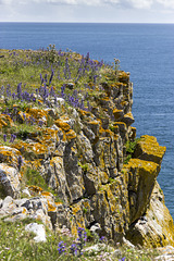 Lichens and Viper's Bugloss on Mowingword Point