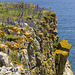 Lichens and Viper's Bugloss on Mowingword Point