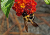 Bee on lantana.   A048502