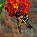 Bee on lantana.   A048502