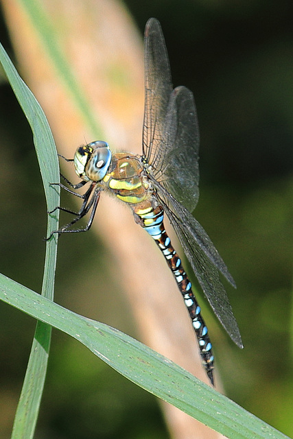 EOS 90D Peter Harriman 10 33 01 98828 migrantHawker dpp