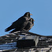 Ravens on a cold, shingle roof