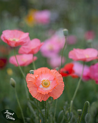 14/366: Lovely Poppies