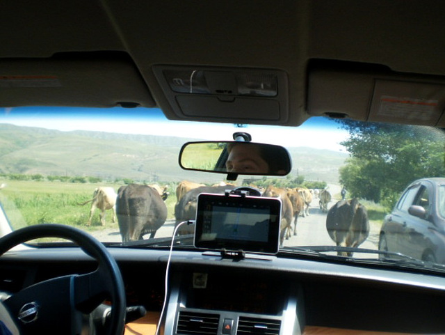 Making way through the herd.