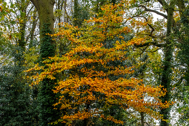 Autumn colours6