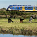 Alpacas and train