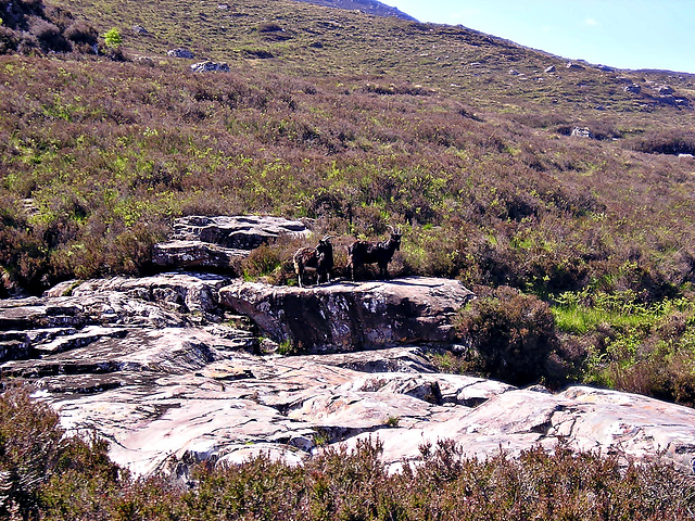 Ferral Goats,Scottish Highlands