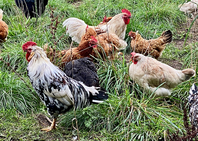 Hühner im Freiland.  (PiP)