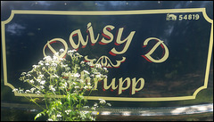Daisy D