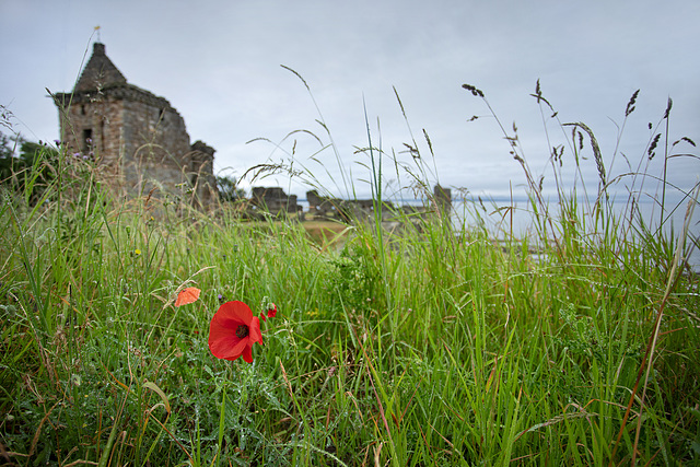 Poppy at St Andrews Castle