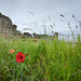 Poppy at St Andrews Castle