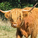 Muckle Coo