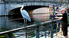 The City-Heron, on a Fence for Friday!